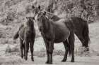 Dartmoor Ponies III Art Print