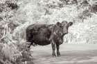Cow on the Road I Art Print