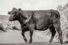 Cow on the Road II Art Print