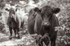 Dartmoor Cattle Art Print