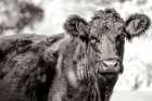 Dartmoor Cow Art Print