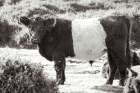 Standing Cow Art Print