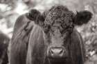 The Cow Art Print
