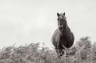 Wild Dartmoor Pony Art Print