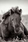 Wild Foal Art Print