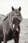 Wild Pony Art Print