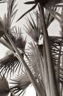 Sepia Palms Art Print