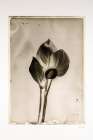 Glass Plate I Minimalist Print