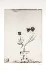 Glass Plate III Art Print