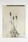 Glass Plate IV Art Print