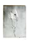 Glass Plate VI Art Print