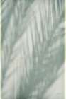 Palm Shadow III Art Print