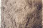Soft Grasses I Art Print