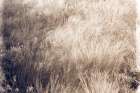 Soft Grasses II Landscape Print