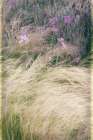 Secret Garden V Art Print