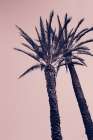 Pink Palms I Art Print