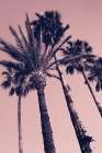 Pink Palms II Art Print