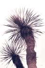 Palm Art Print