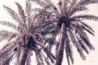 Pink Palms Horizontal Art Print