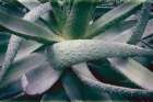 Succulent I Art Print