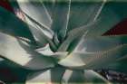 Succulent II Art Print