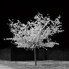The Blossom Tree Art Print