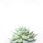Desert Treasures II Art Print