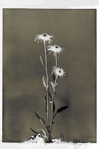 Glass Plate Botanical III Photography Print