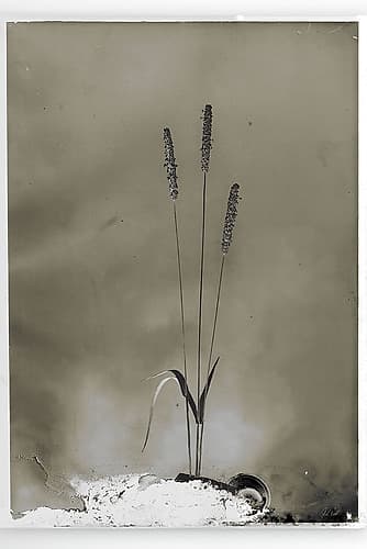 Glass Plate Botanical IV Photography Print