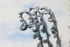 Fiddle Fern I Art Print