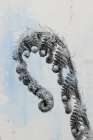 Fiddle Fern III Art Print