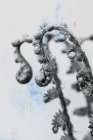 Fiddle Fern IV Art Print