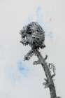 Fiddle Fern V Art Print