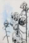 Fiddle Fern VI Art Print