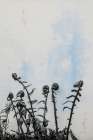 Fiddle Fern VII Art Print