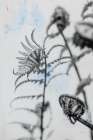Fiddle Fern VIII Art Print
