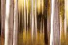 Aspen Dreams Art Print