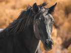 A Horse Called Utah Art Print
