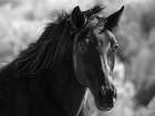 A Horse Called Utah BW Art Print