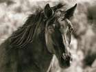 A Horse Called Utah Sepia Art Print