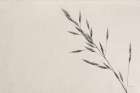 Wheat Grass III Art Print