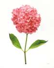 Providence Hydrangea I Art Print