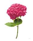 Providence Hydrangea II Art Print