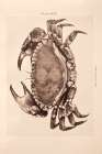 Vintage Crab Art Print