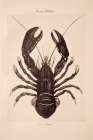 Vintage Lobster Art Print