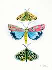 Bright Moths I Art Print