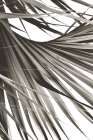 Sepia Palm Art Print