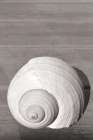 Sepia Shell Art Print