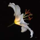 Lily Light Square Art Print