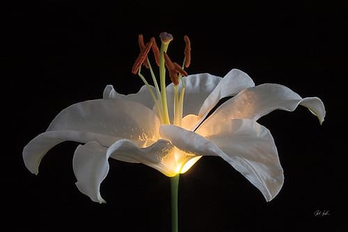 Lily Light Art Print